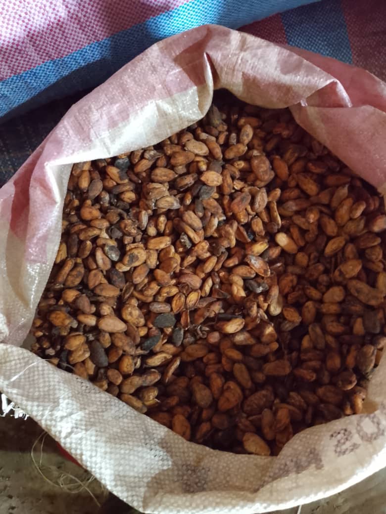 Cacao