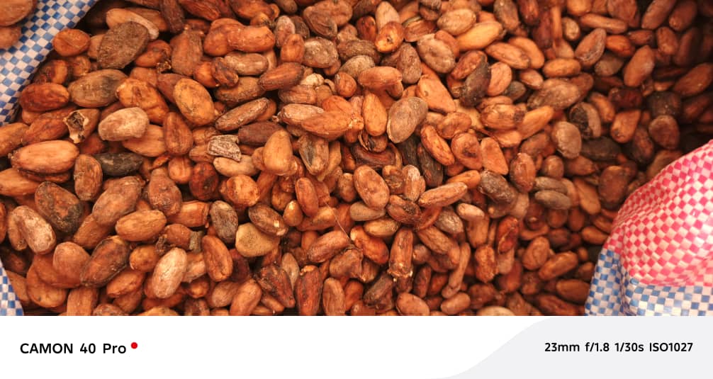Fève de cacao