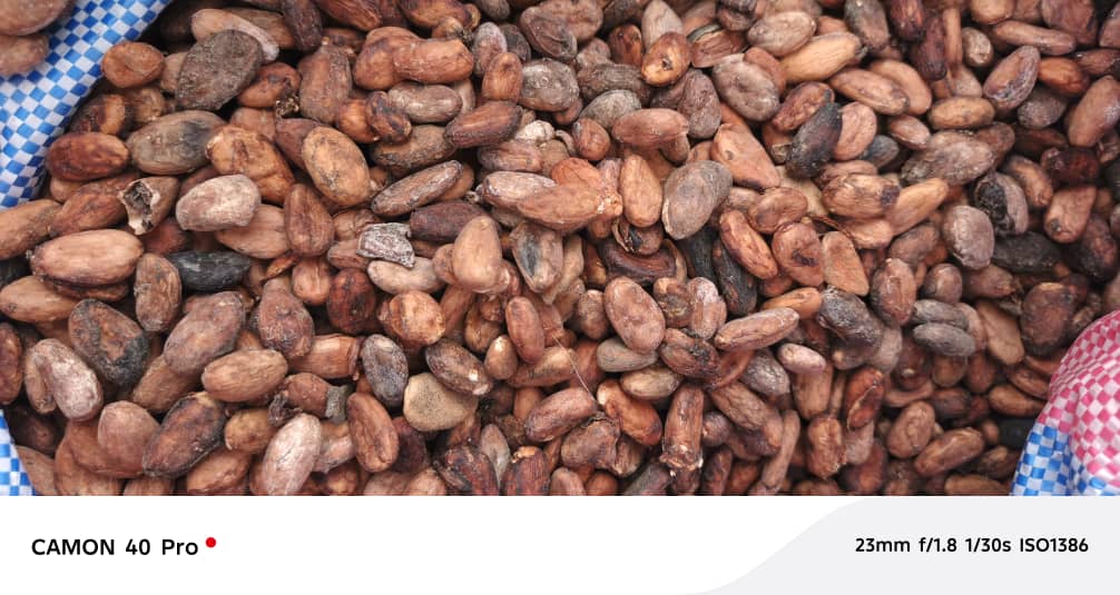 Fève de cacao