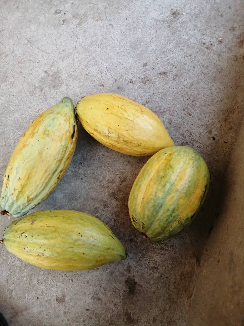 Cabosse de cacao
