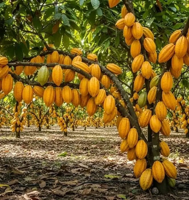 Champ de cacao