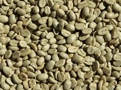 Café robusta