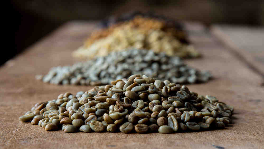 Café robusta